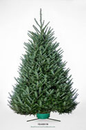 Fraser Fir