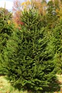 Norway Spruce