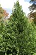 Leyland Cypress