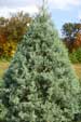 Blue Ice Cypress