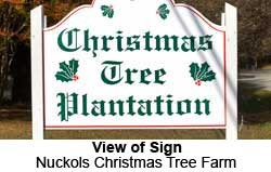 Cut your own tree at Nuckols Christmas Tree Plantation