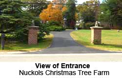 Nuckols Christmas Tree Plantation is open November 27 to December 13
