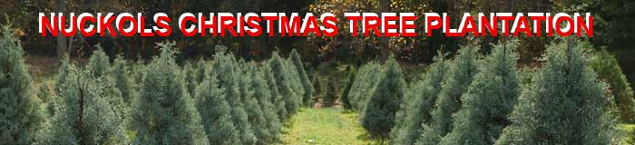 Nuckols Christmas Tree Plantation in Cumberland, Virginia