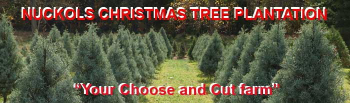 Nuckols Christmas Tree Plantation in Cumberland, Virginia